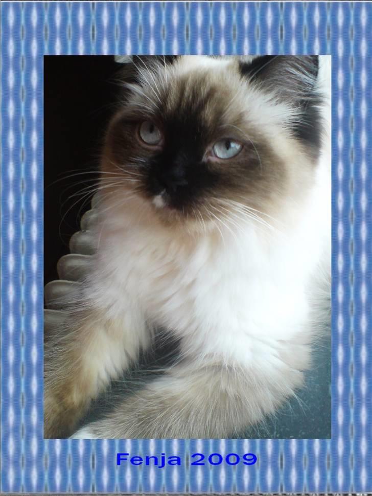 Colorpoint Fenja - 5 mdr gammel billede 3