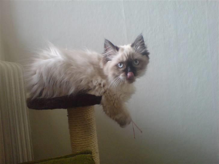 Colorpoint Fenja - 16 uger gammel billede 4