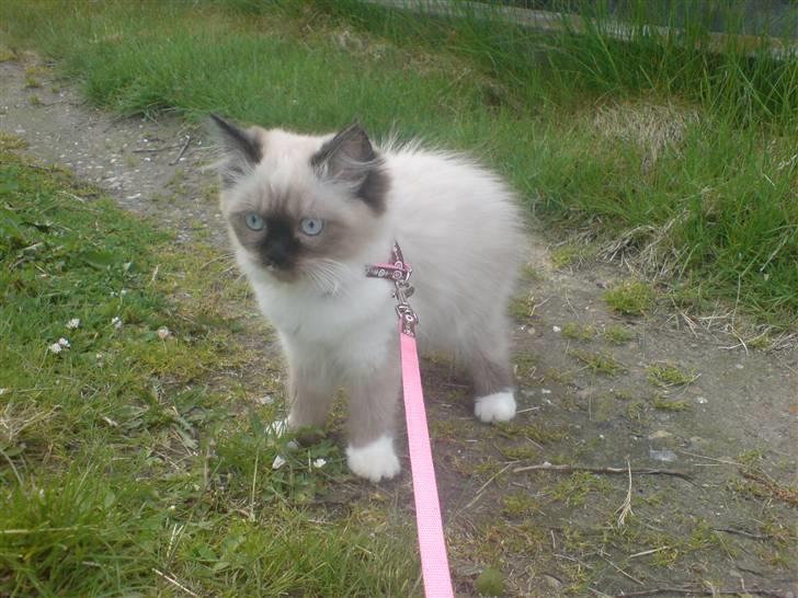 Colorpoint Fenja - Første tur i snor :o) billede 5