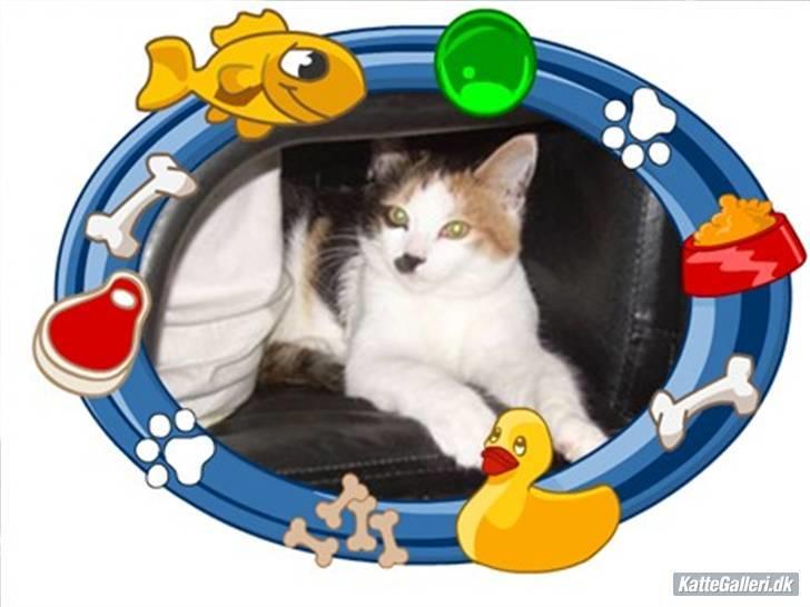 Blanding af racer Ni-hao(Main coon/huskat) billede 19