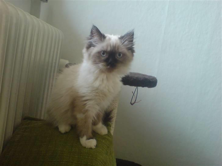 Colorpoint Fenja - Fenja er lige kommet hjem til os - 1/5-09, 14 uger gammel :o) billede 6