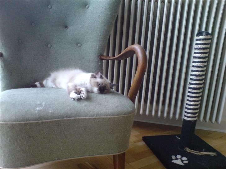 Colorpoint Fenja - Fenja i dyrenes lænestol.... billede 7