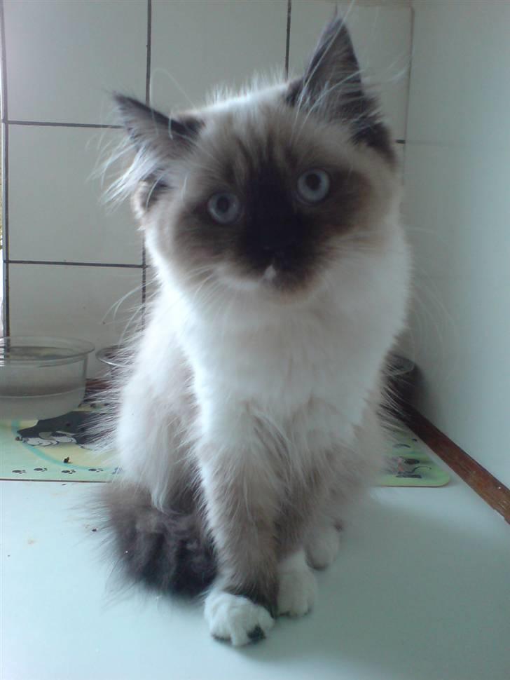 Colorpoint Fenja - Fenja 4 mdr gammel billede 8