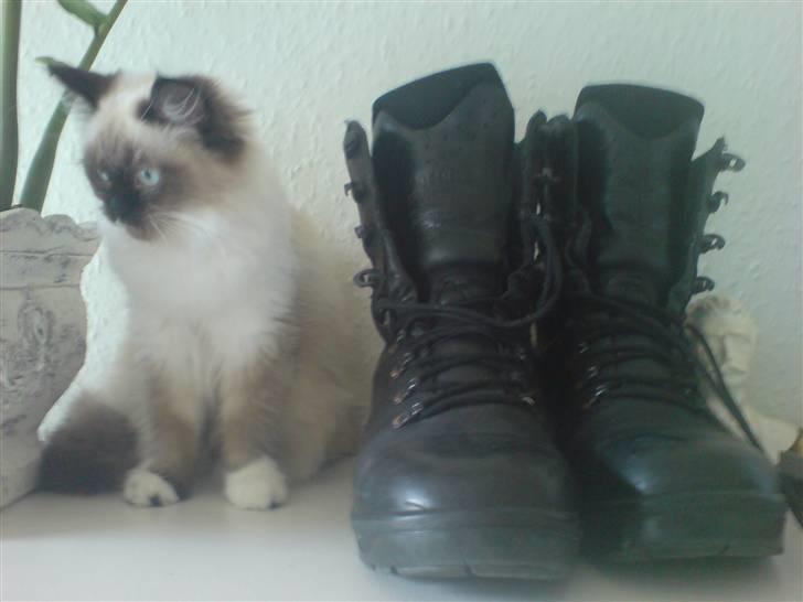 Colorpoint Fenja - 19 uger gammel billede 9