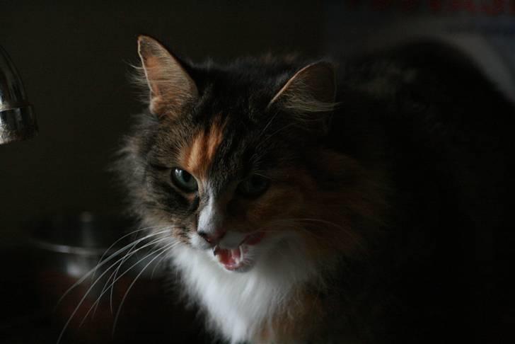 Blanding af racer Stritter billede 15