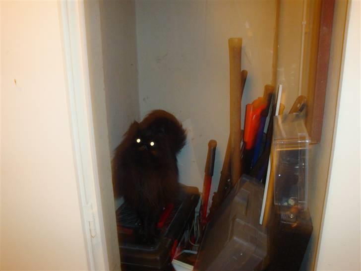 Perser Queenie billede 15