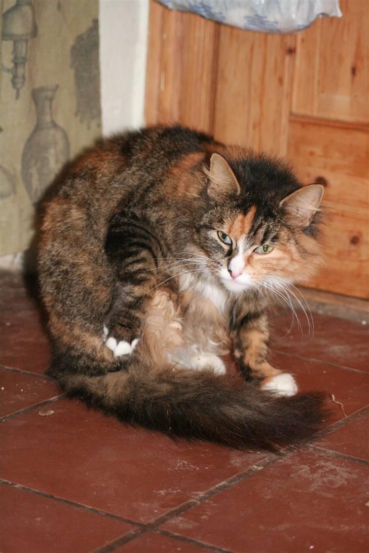 Blanding af racer Stritter billede 16