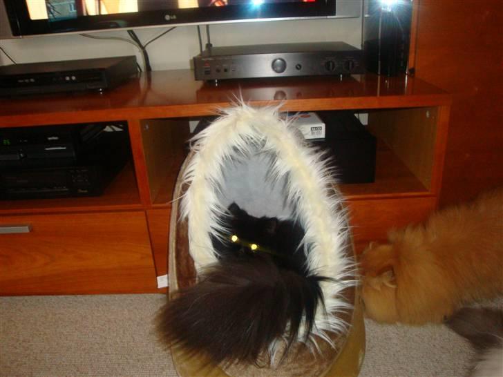 Perser Queenie billede 16