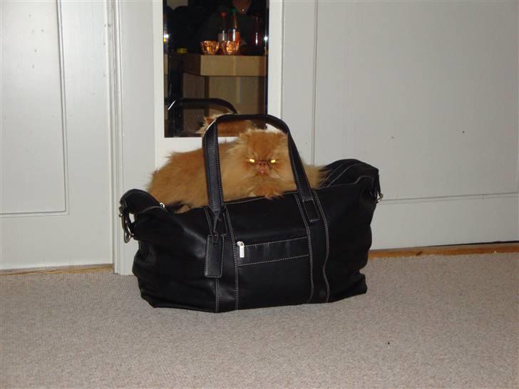 Perser Gizmoe billede 18