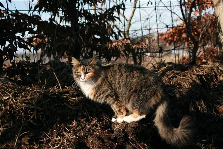 Blanding af racer Stritter billede 17