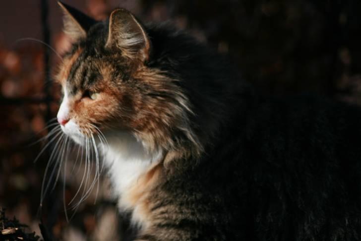 Blanding af racer Stritter billede 19