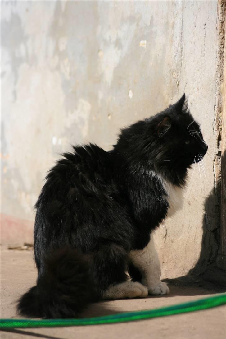 Blanding af racer Tango*væk* billede 17