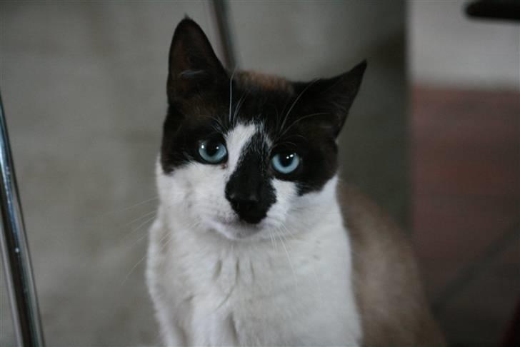 Blanding af racer Diva billede 20