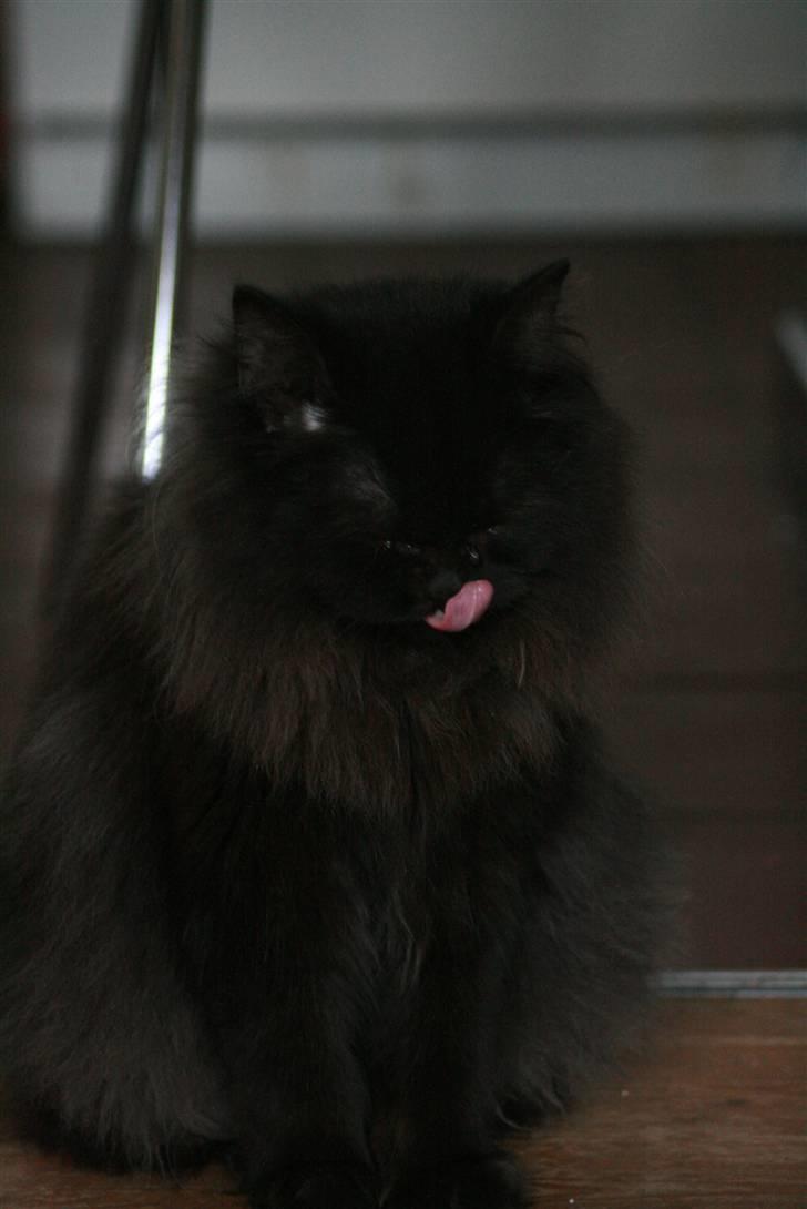 Blanding af racer Bumle*død* billede 14