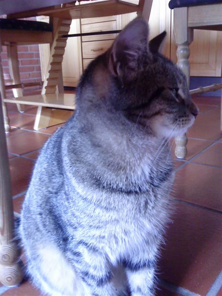 Huskat Kitty<333 billede 1