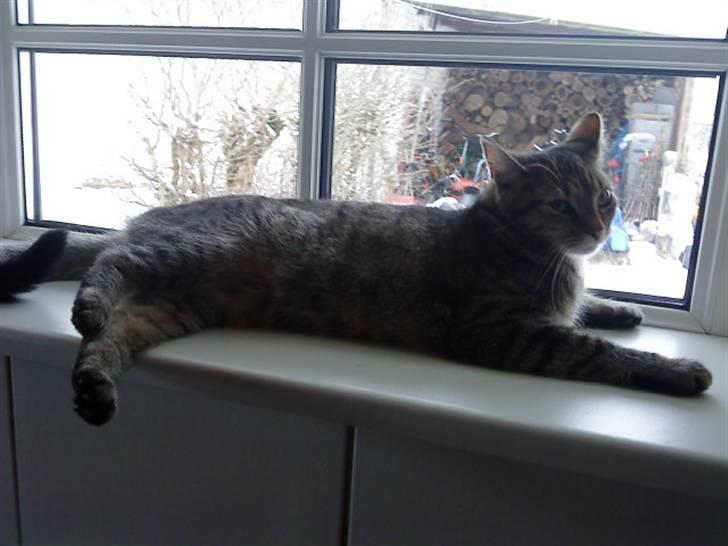 Huskat Kitty<333 billede 2