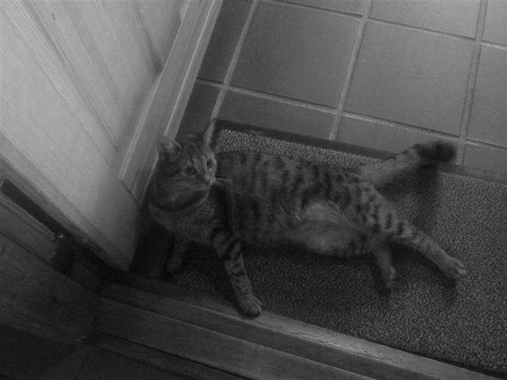 Huskat Kitty<333 billede 3