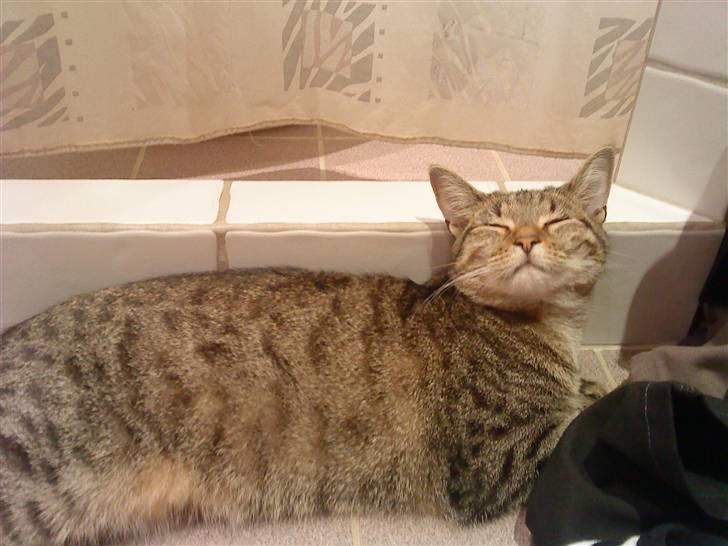 Huskat Kitty<333 billede 4