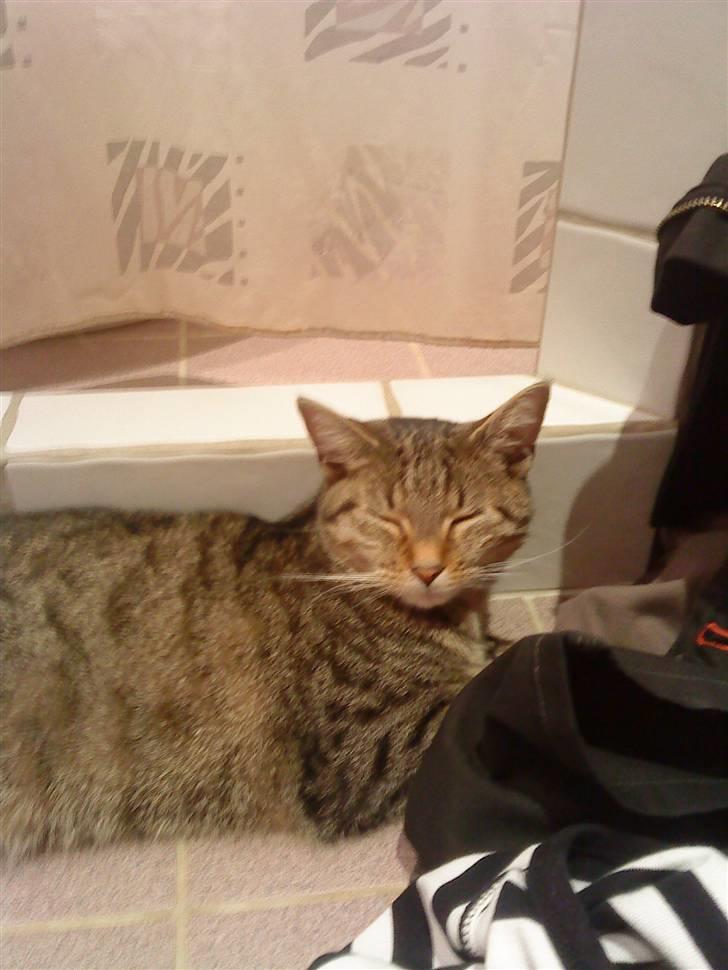 Huskat Kitty<333 billede 5