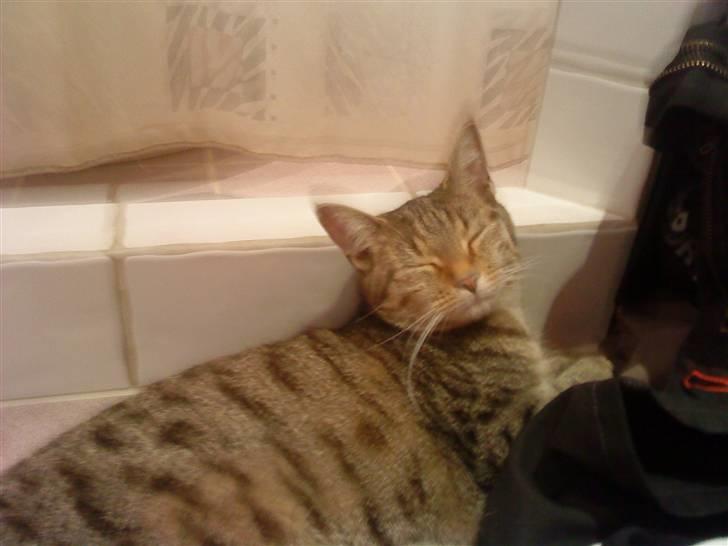 Huskat Kitty<333 billede 6