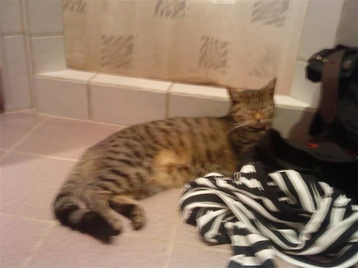 Huskat Kitty<333 billede 7