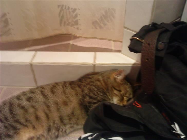 Huskat Kitty<333 billede 8