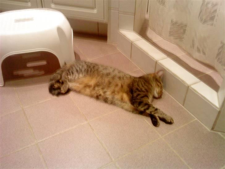 Huskat Kitty<333 billede 9