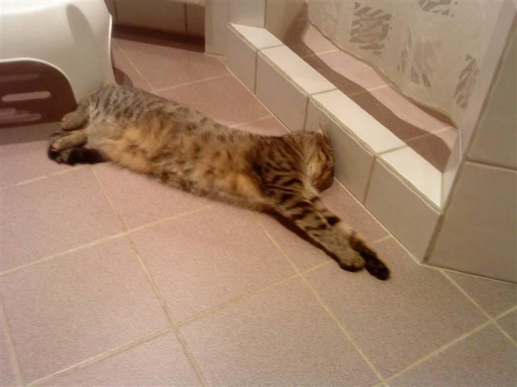 Huskat Kitty<333 billede 10