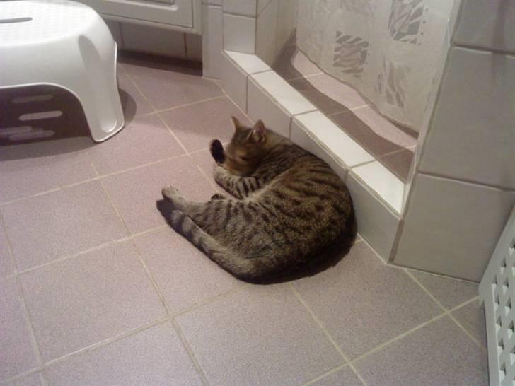 Huskat Kitty<333 billede 11