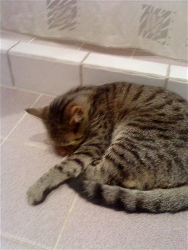 Huskat Kitty<333 billede 12