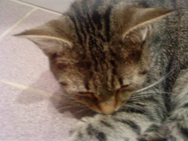 Huskat Kitty<333 billede 13