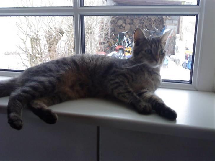 Huskat Kitty<333 billede 14