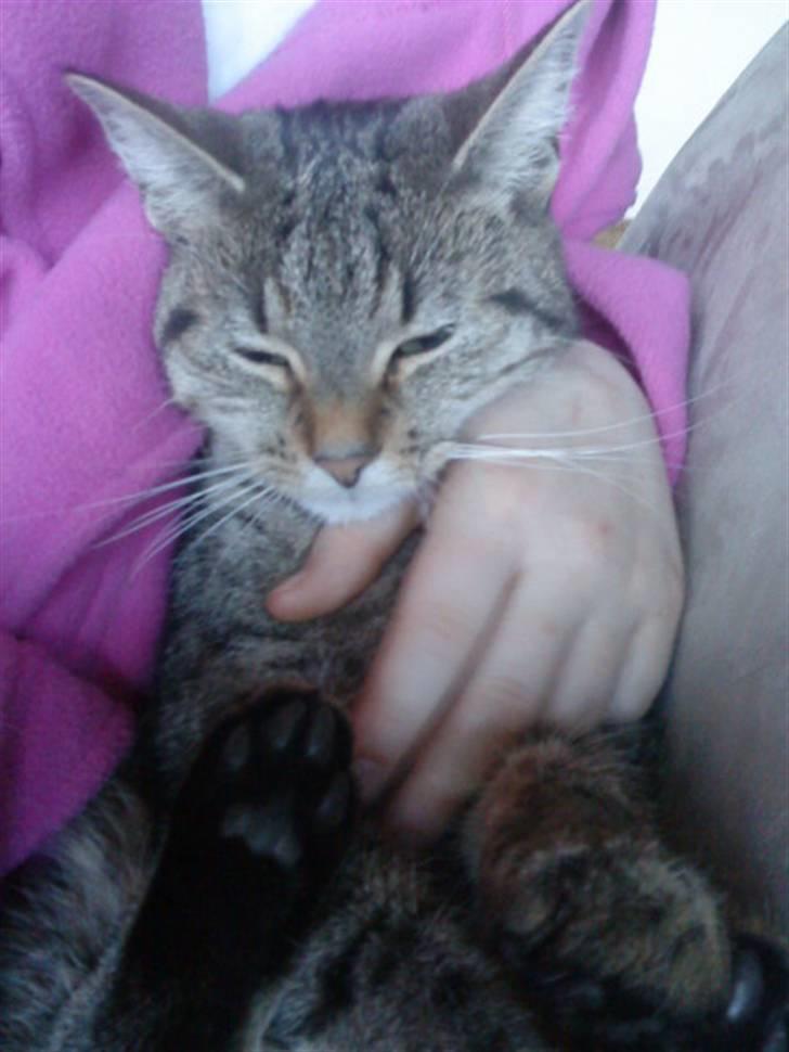 Huskat Kitty<333 billede 15