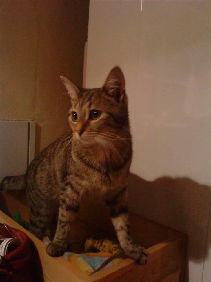 Huskat Kitty<333 billede 16