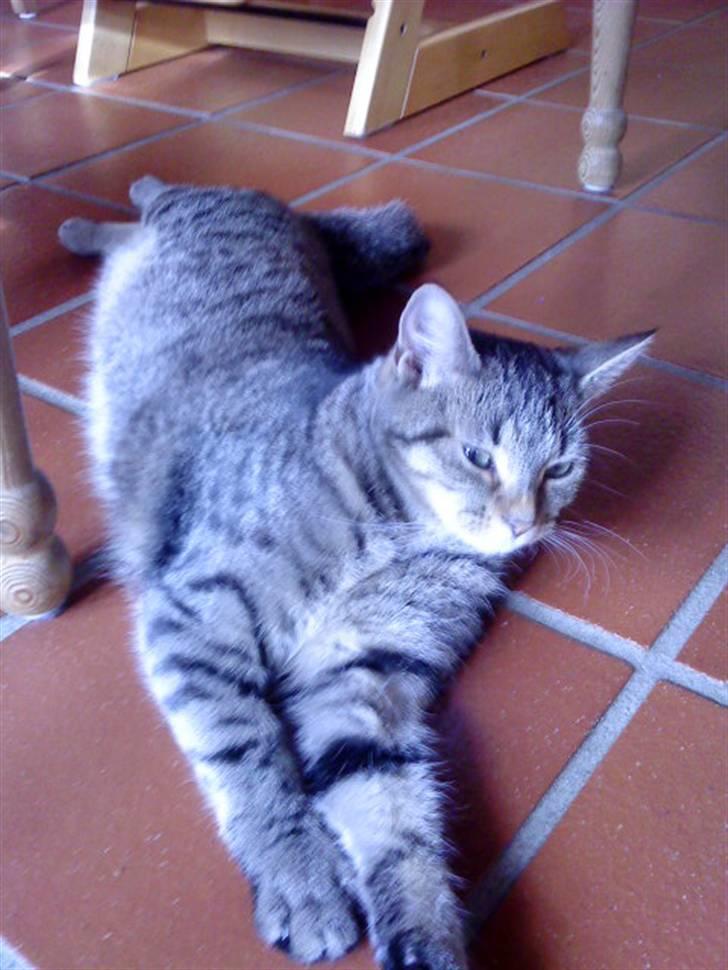 Huskat Kitty<333 billede 17