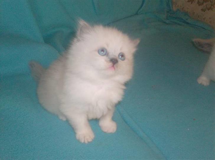 Colorpoint Fenja - Killing Februar billede 10