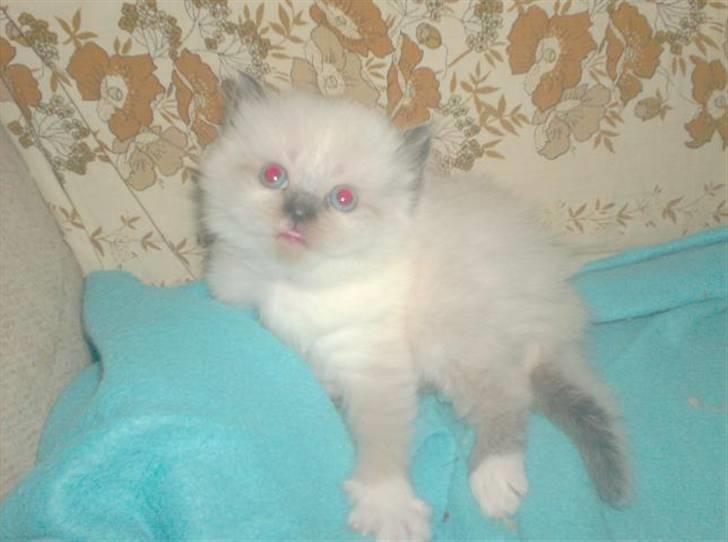 Colorpoint Fenja billede 11