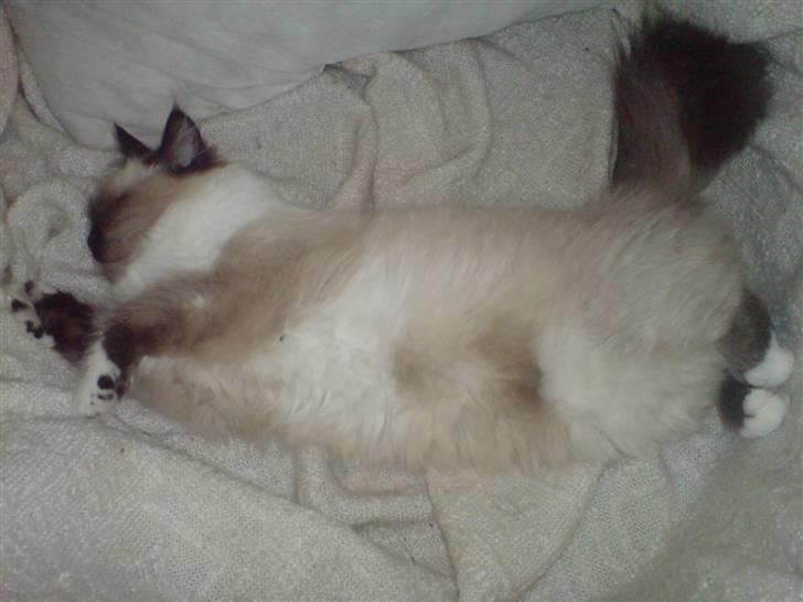 Colorpoint Fenja billede 12