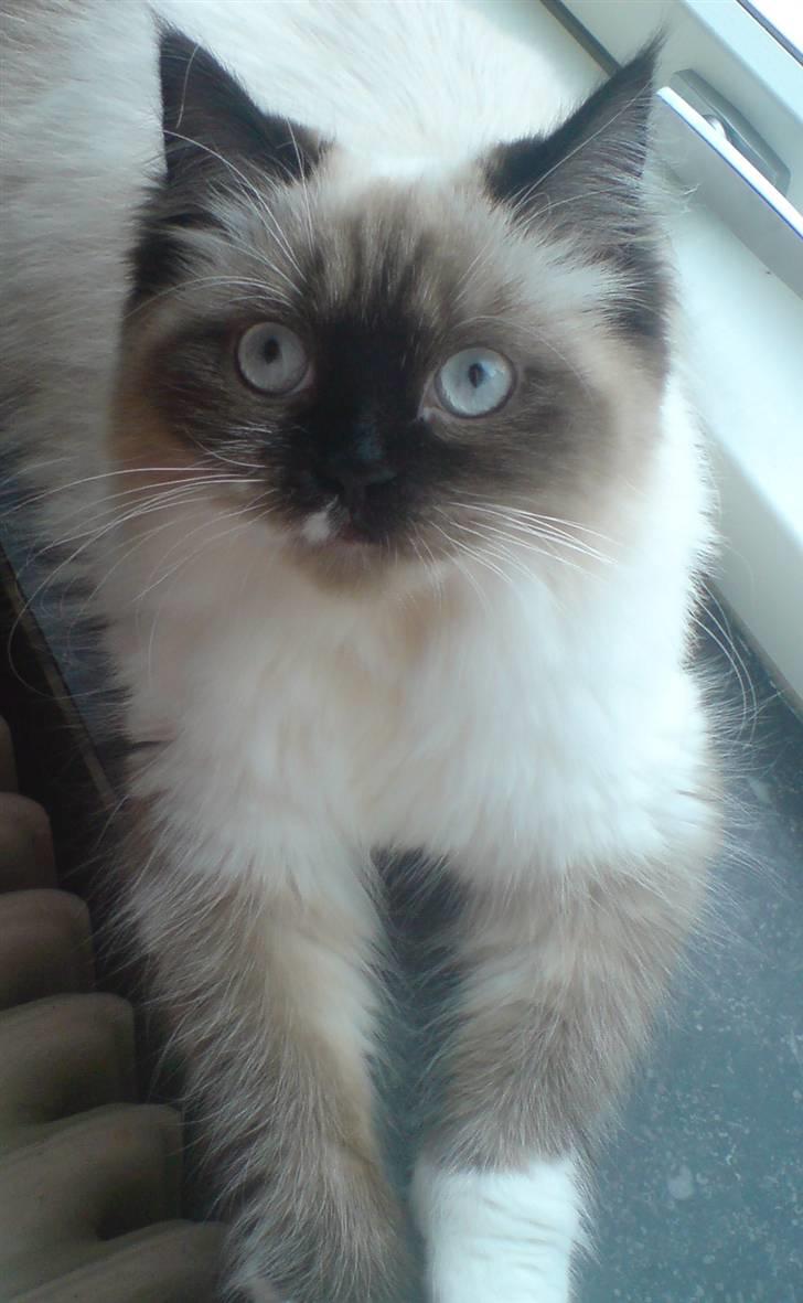 Colorpoint Fenja billede 13