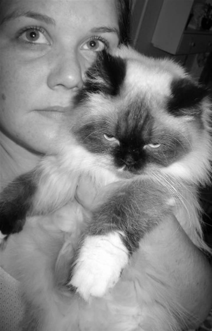 Colorpoint Fenja - Fenja og jeg 2009  billede 14