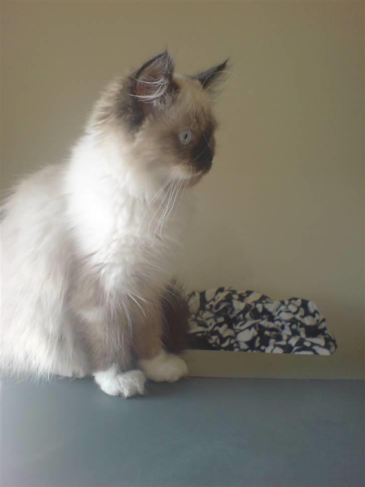 Colorpoint Fenja - 15 uger gammel  billede 15