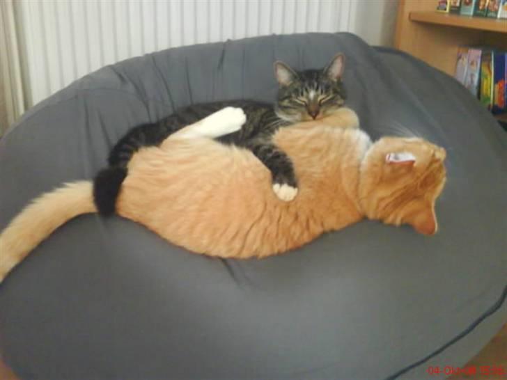 Blanding af racer Garfield billede 19