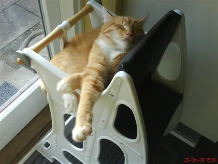 Blanding af racer Garfield billede 20