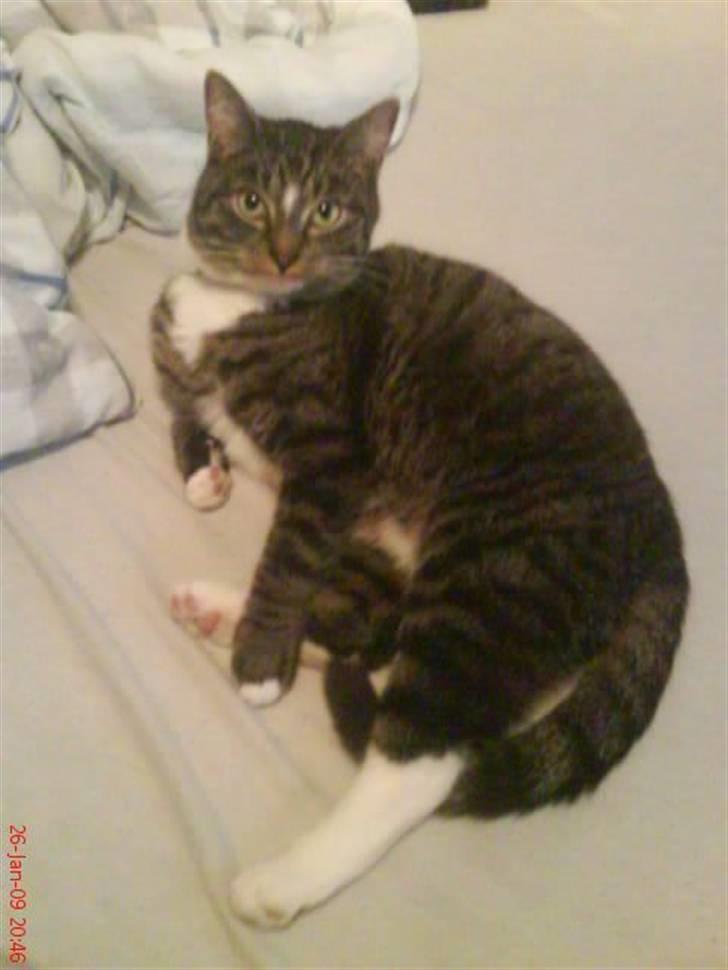 Blanding af racer Futte billede 11