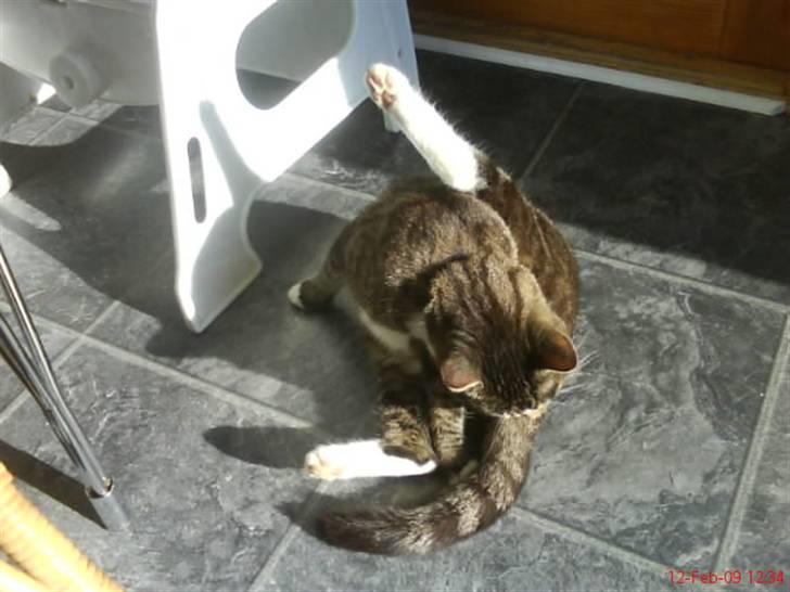 Blanding af racer Futte billede 12