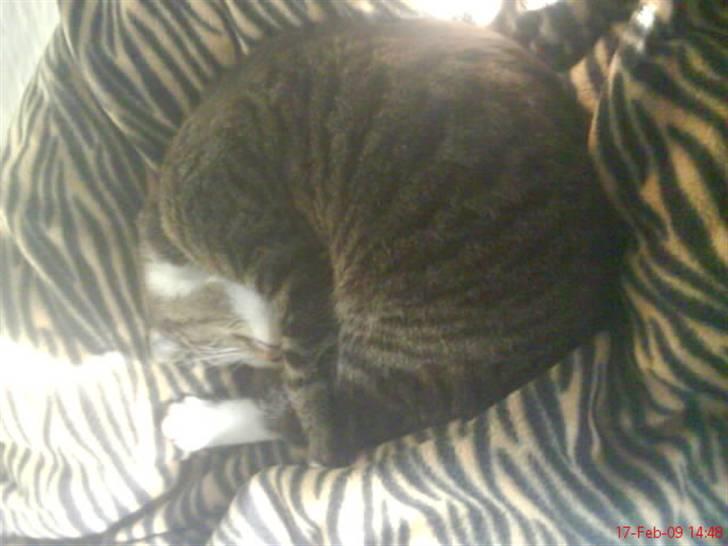 Blanding af racer Futte billede 13