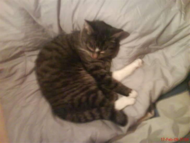 Blanding af racer Futte billede 14