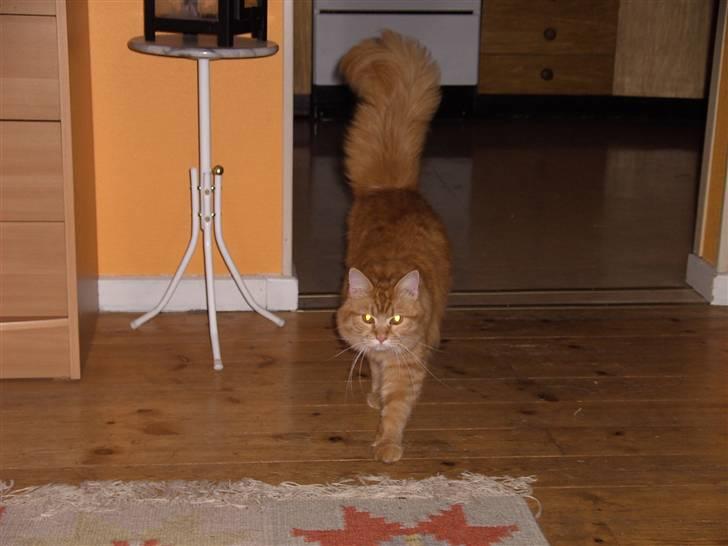 Maine Coon kia billede 6