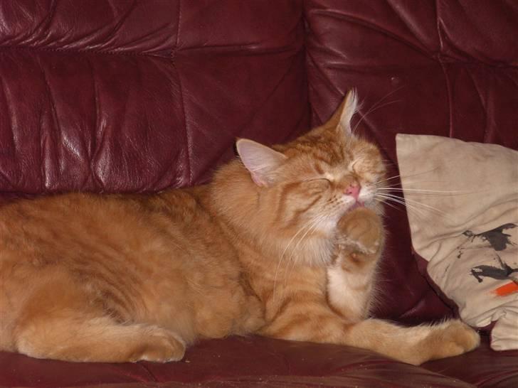 Maine Coon kia billede 8