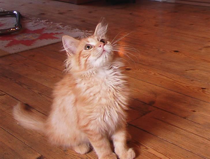 Maine Coon kia billede 9